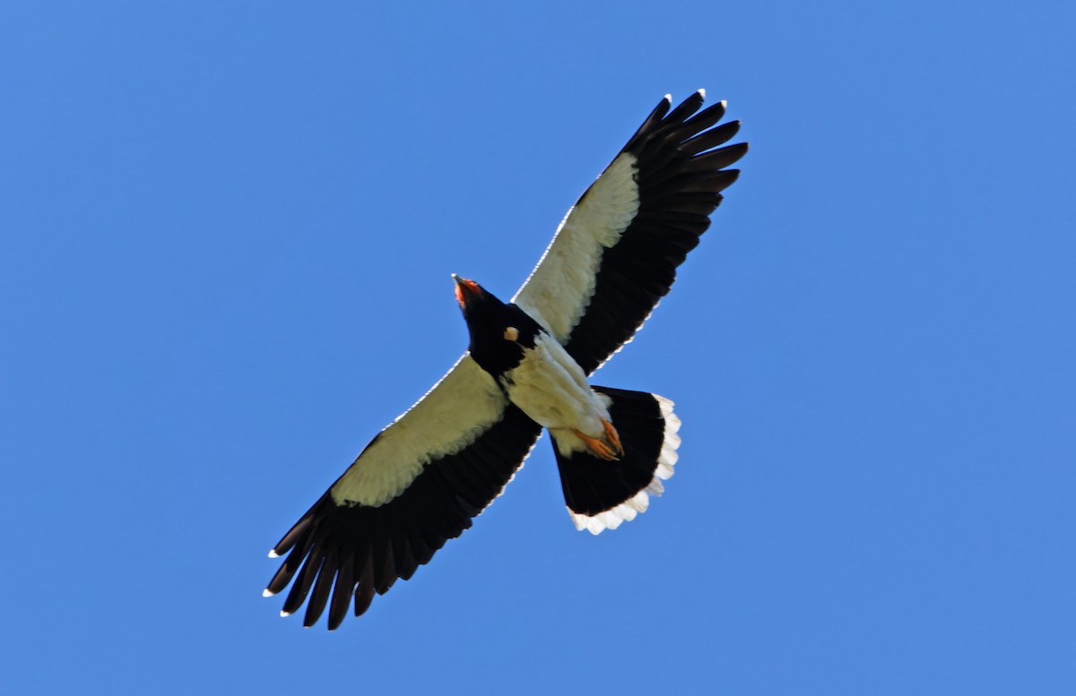 Mountain Caracara - ML640285822