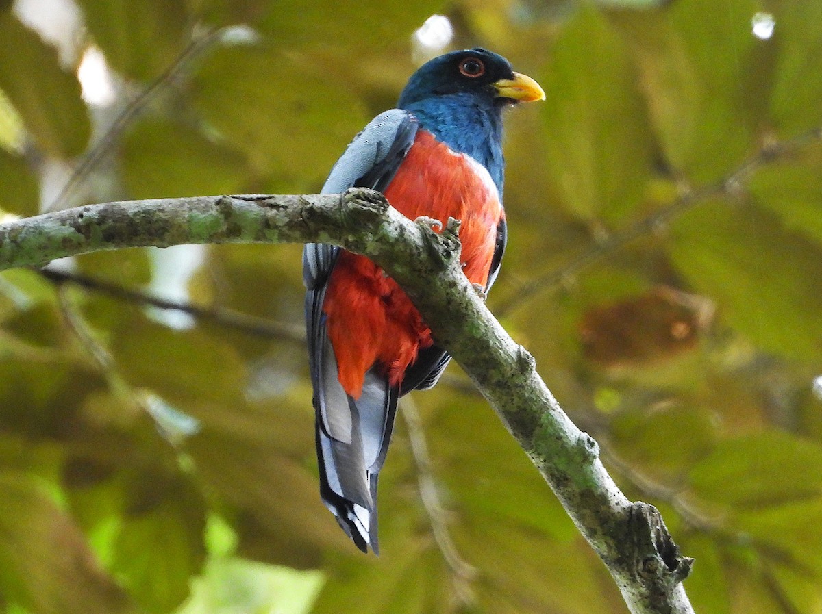 Black-tailed Trogon - ML640285825