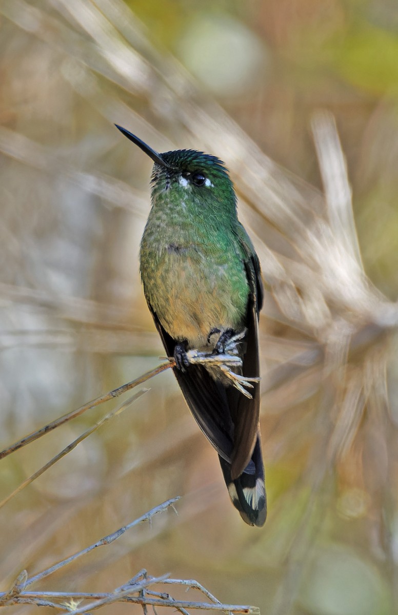 Tyrian Metaltail - ML640285834