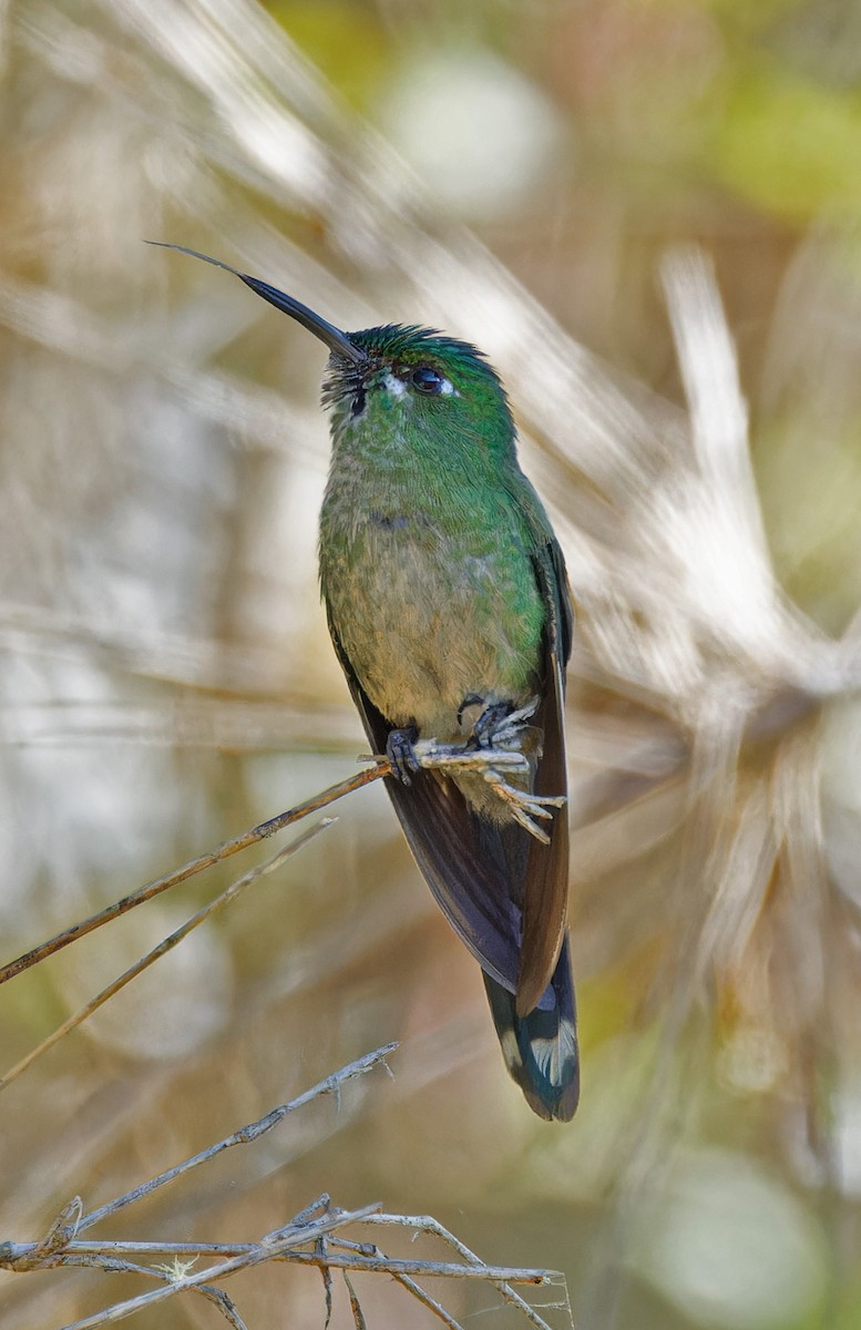 Tyrian Metaltail - ML640285835
