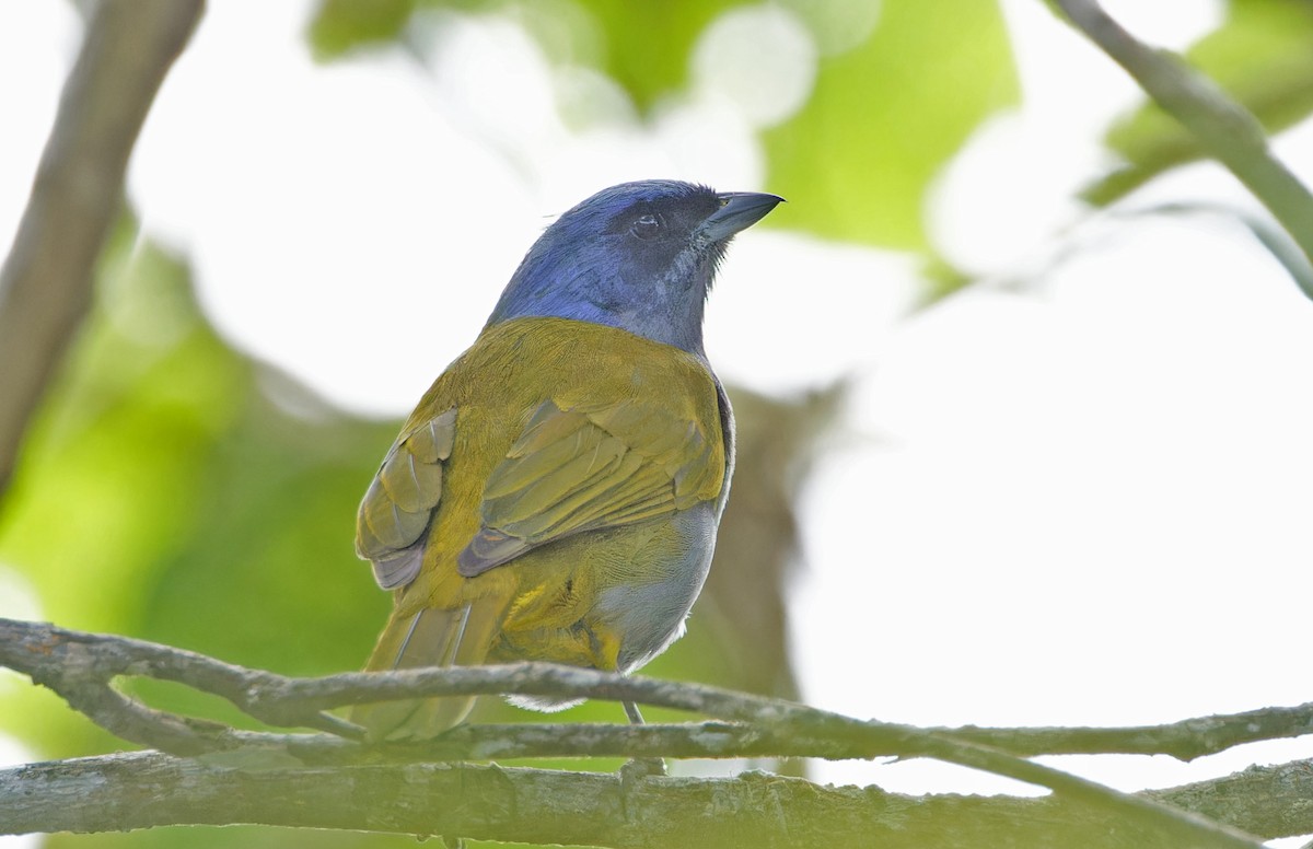 Blue-capped Tanager - ML640285846