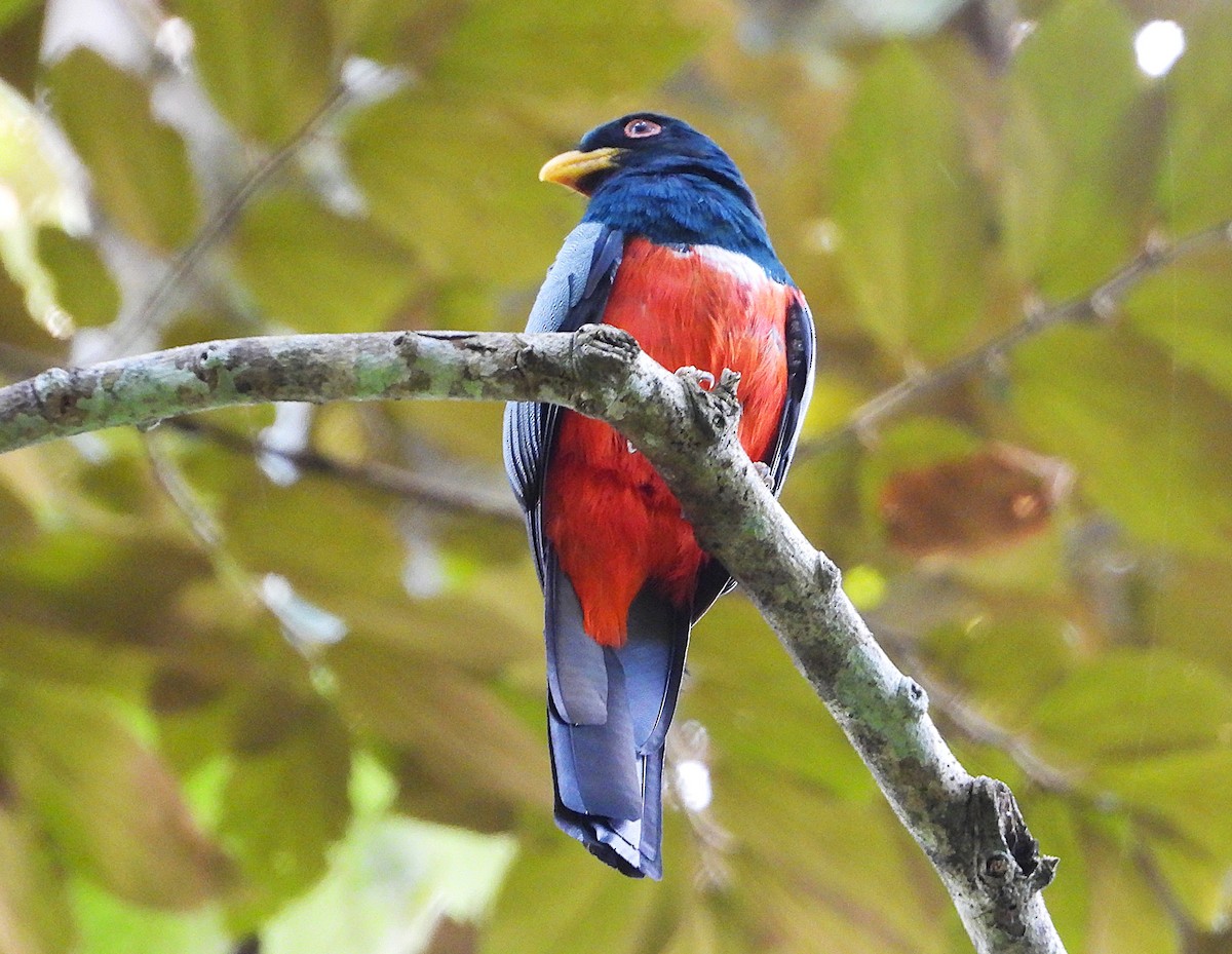 Black-tailed Trogon - ML640285855