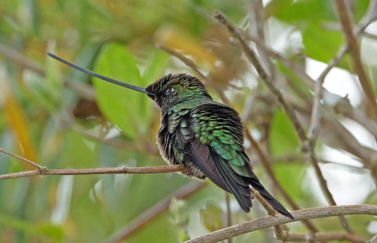 Sword-billed Hummingbird - ML640285875