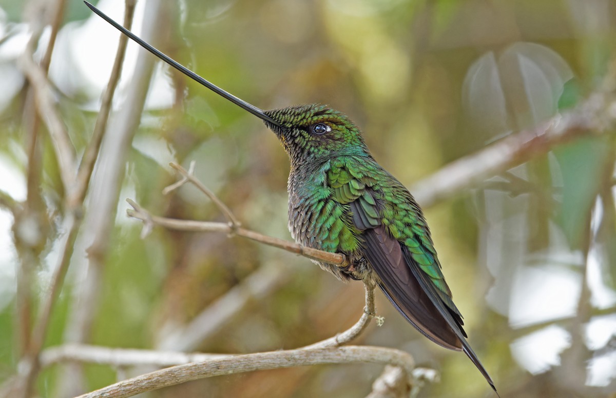 Sword-billed Hummingbird - ML640285876