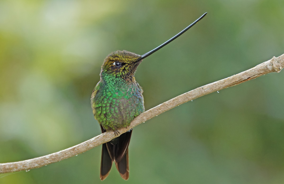 Sword-billed Hummingbird - ML640285878