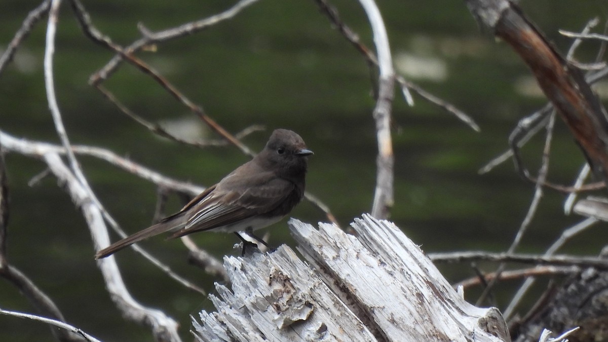 Black Phoebe - ML640285879