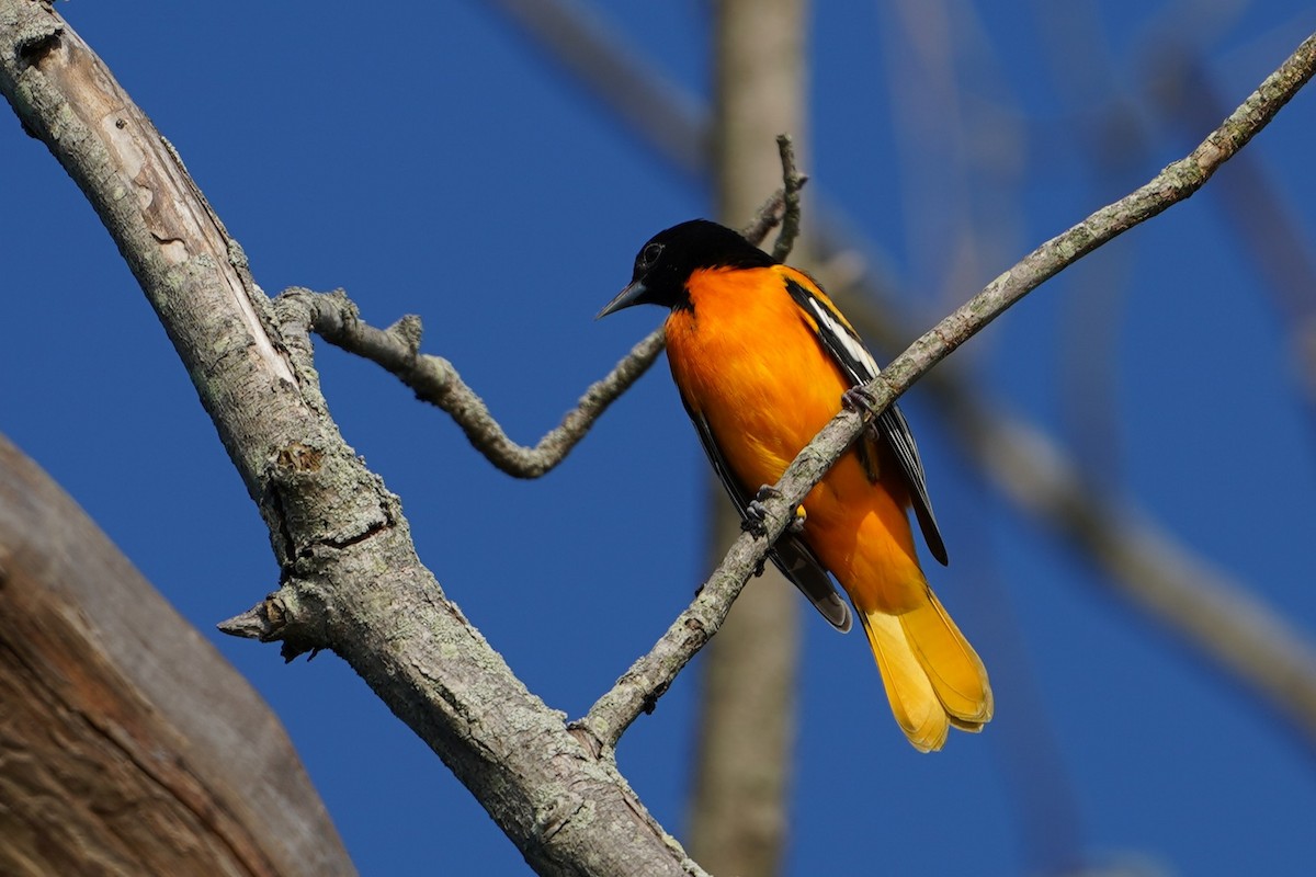 Baltimore Oriole - ML640285921