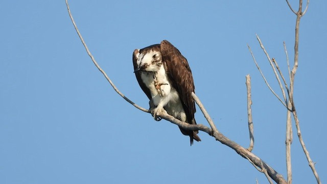 Falco pescatore - ML640285930