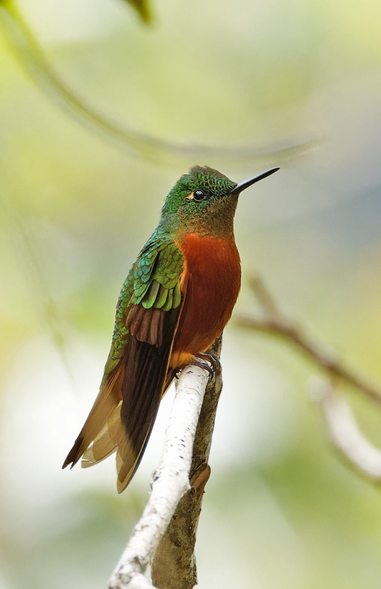Chestnut-breasted Coronet - ML640285932