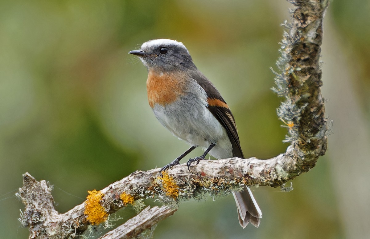 Rufous-breasted Chat-Tyrant - ML640285985