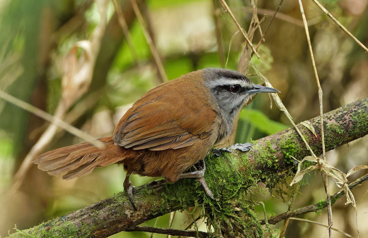 Gray-browed Wren - ML640286001