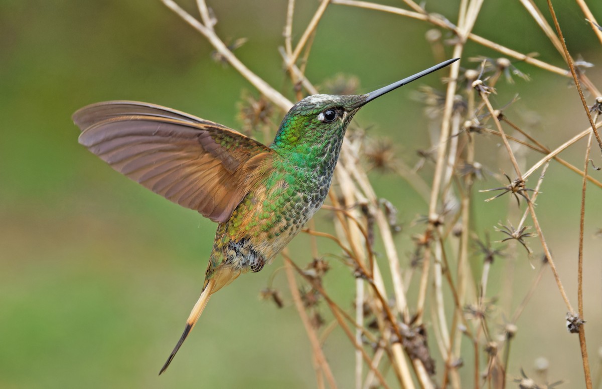 Violet-throated Starfrontlet (Huanuco) - ML640286053