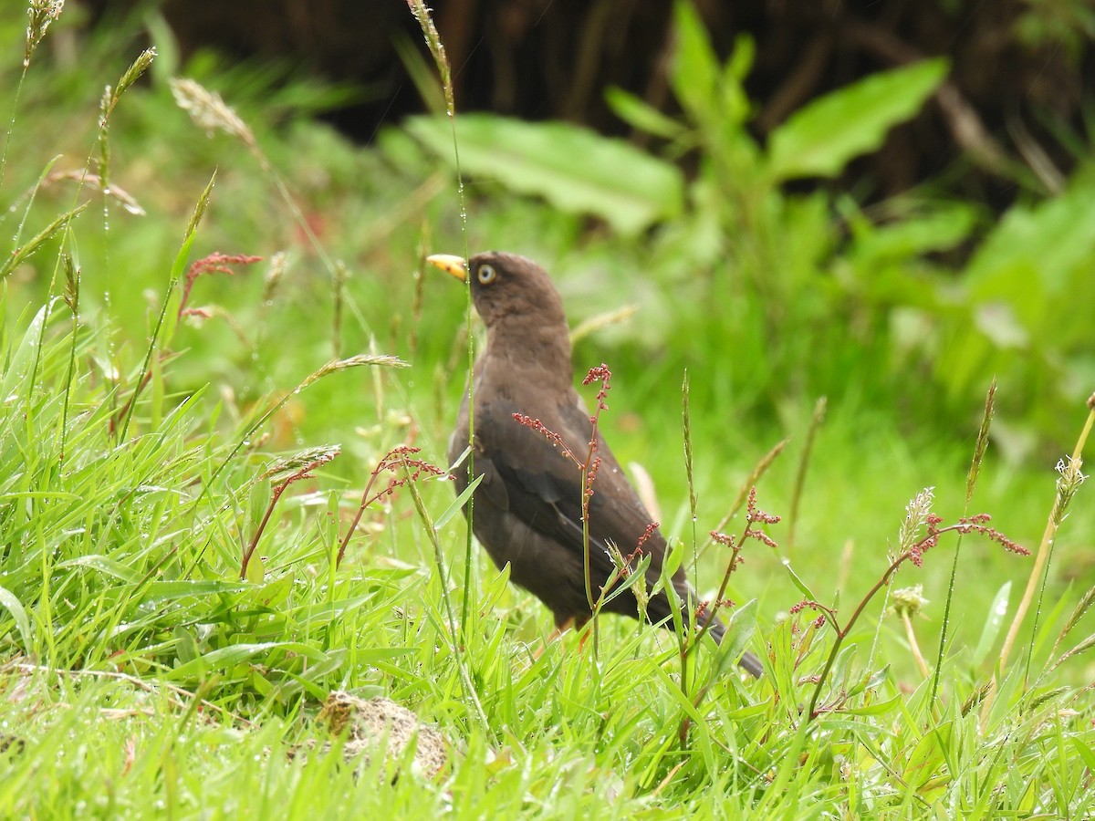 Sooty Thrush - ML640286056