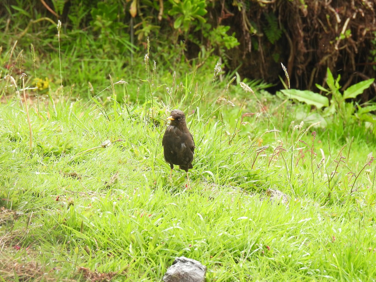 Sooty Thrush - ML640286057