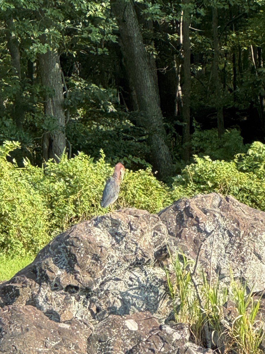 Green Heron - ML640286061