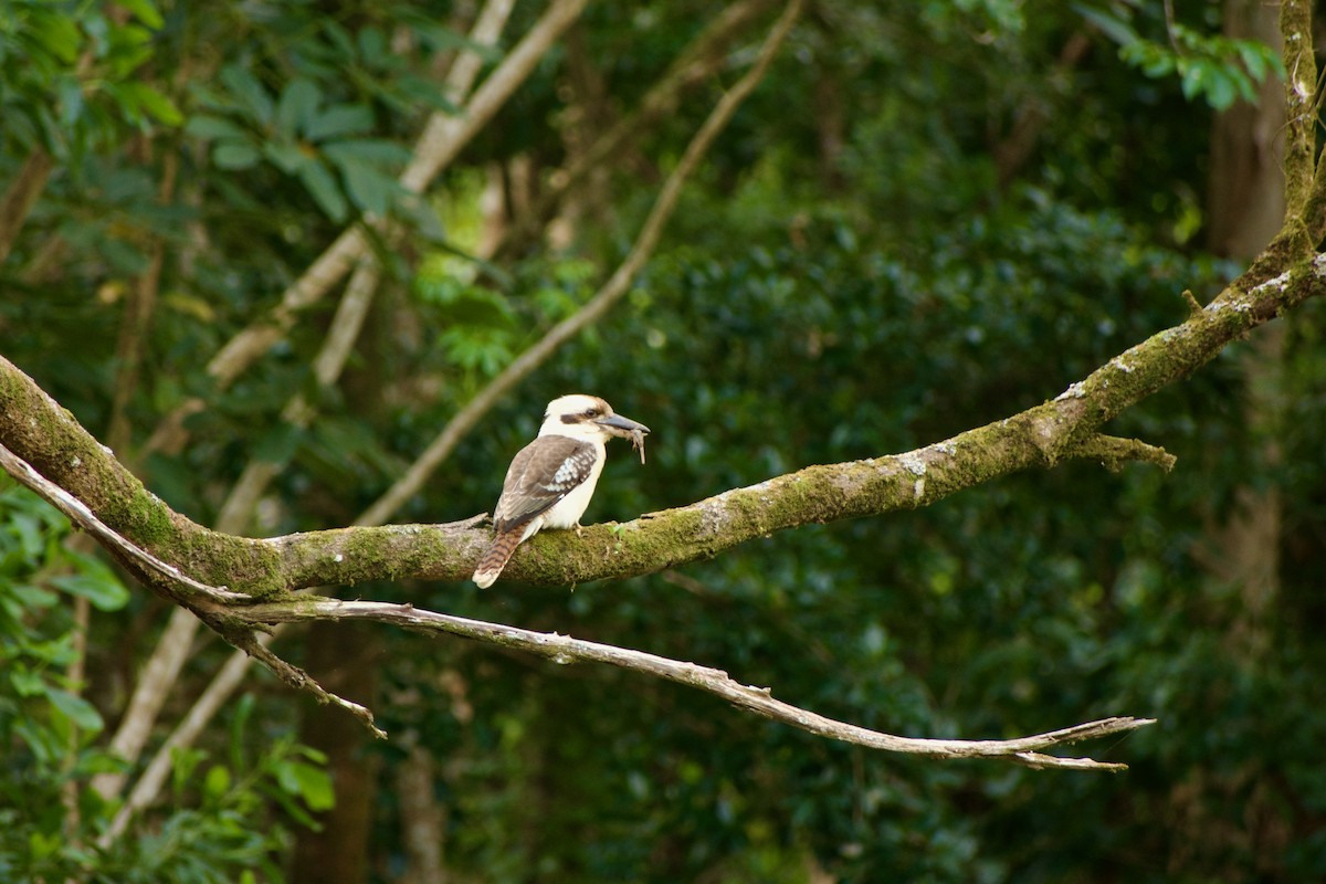 Laughing Kookaburra - ML640286081