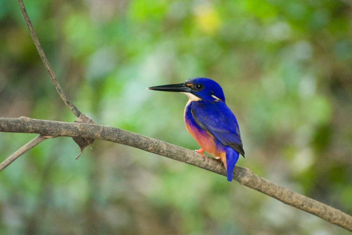 Azure Kingfisher - ML640286110