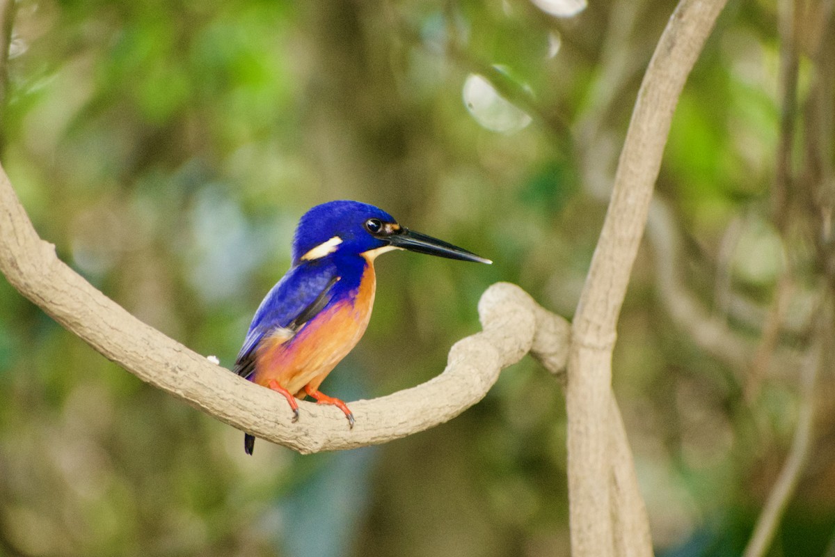 Azure Kingfisher - ML640286111