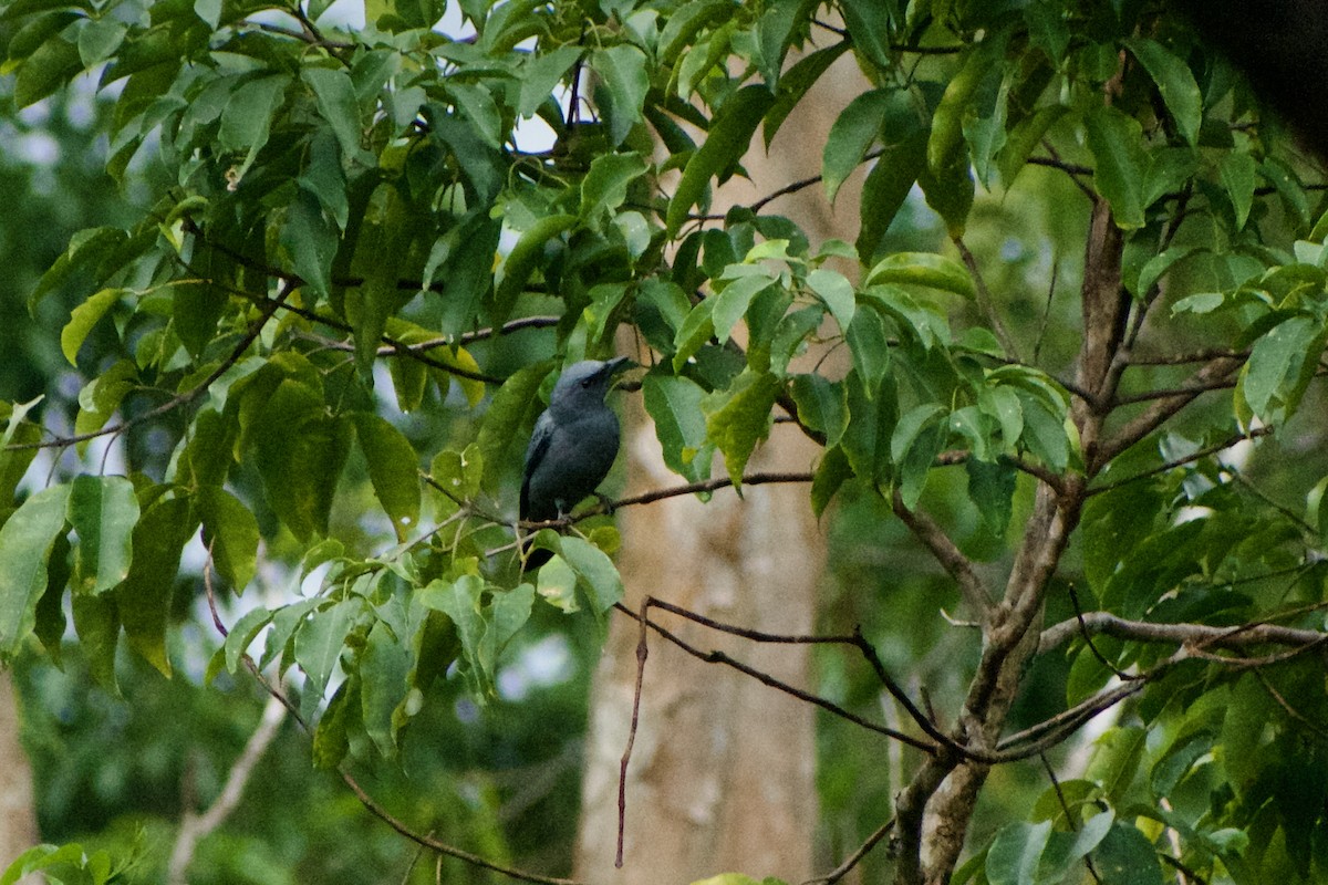 Sahul Cicadabird - ML640286141