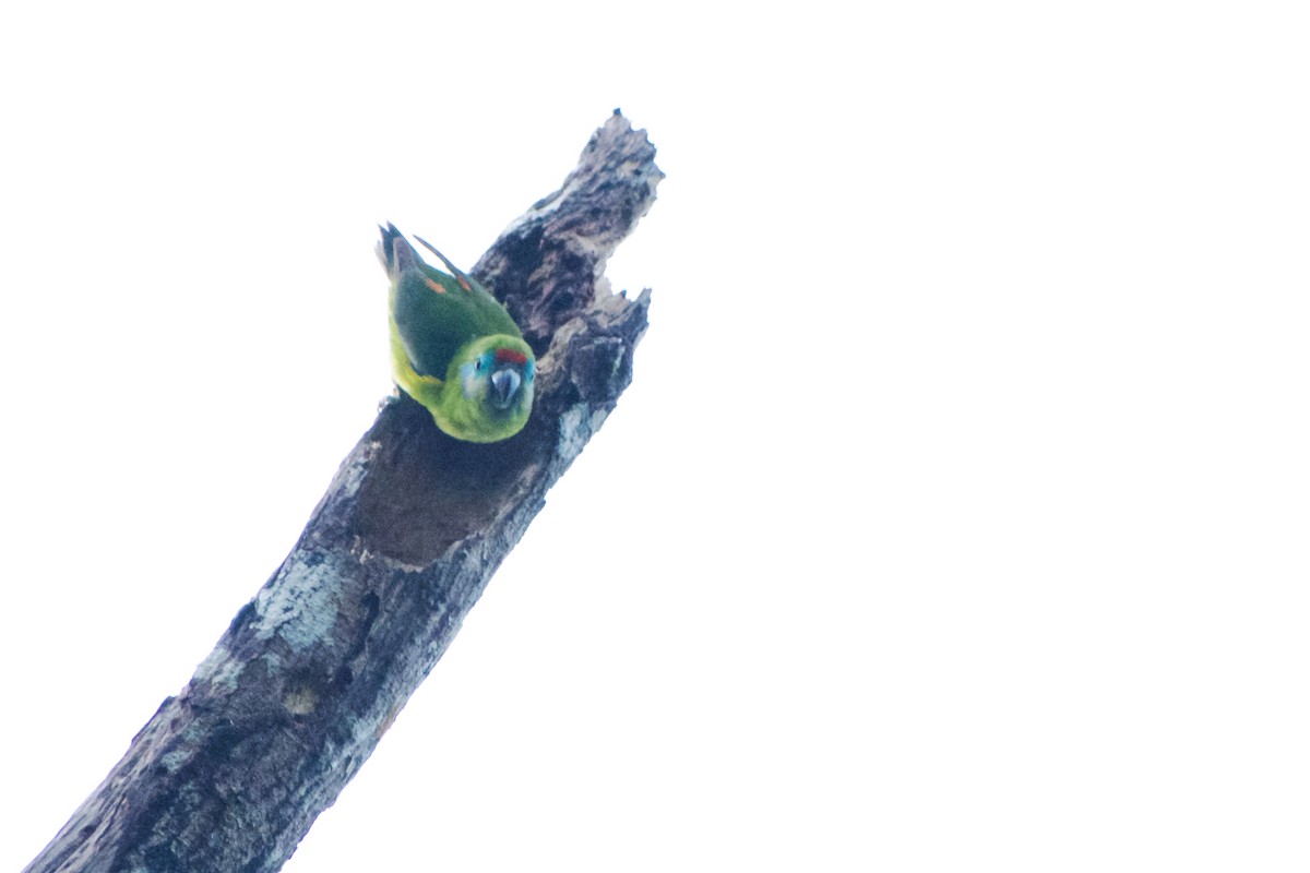 Double-eyed Fig-Parrot - ML640286146