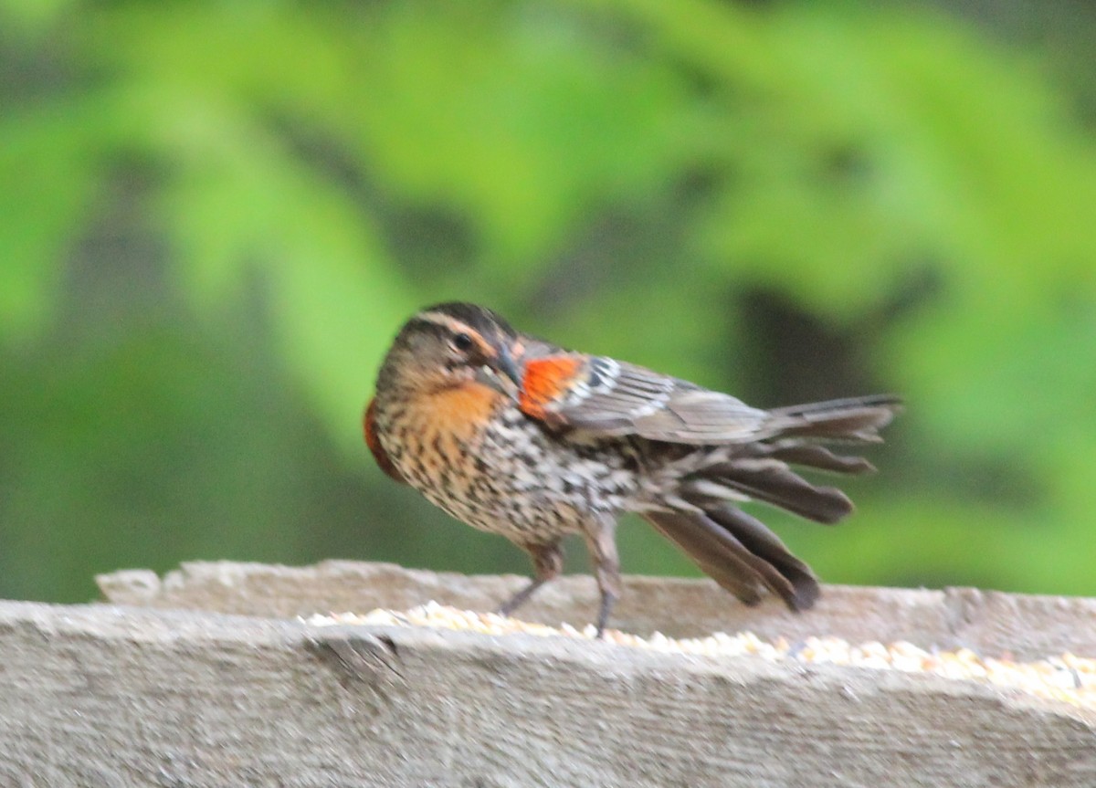 Red-winged Blackbird - ML640286152