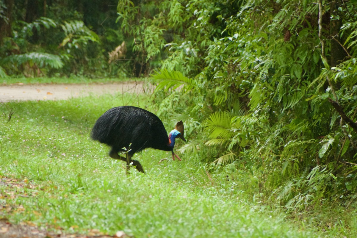 Southern Cassowary - ML640286164