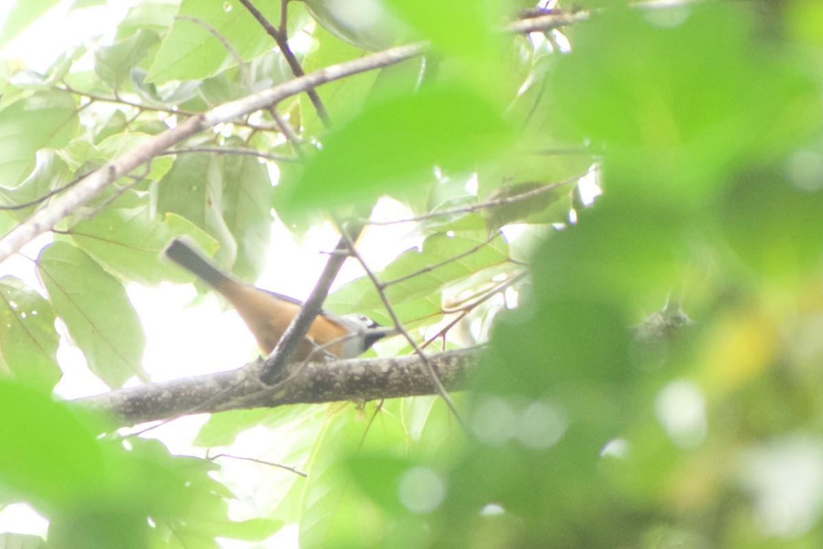 Black-faced Monarch - ML640286177