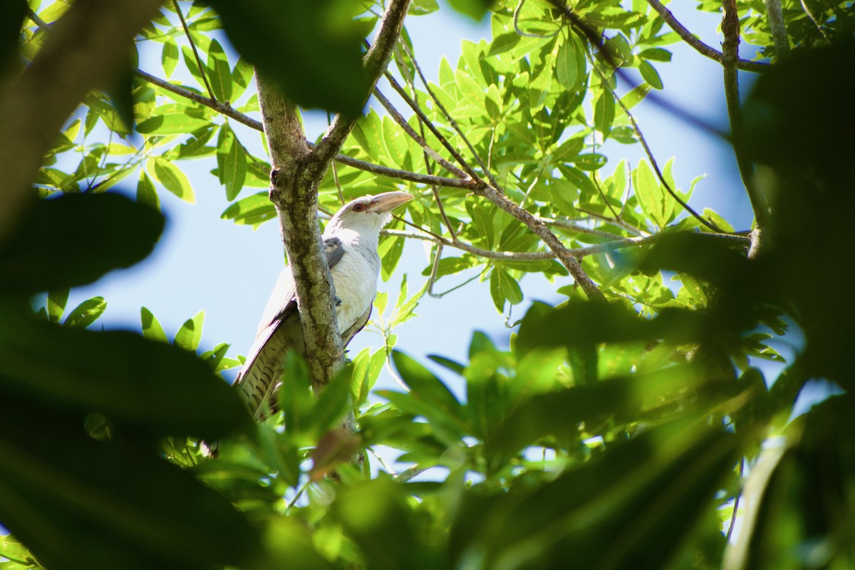 Channel-billed Cuckoo - ML640286203