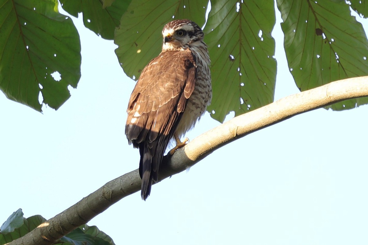 Roadside Hawk - ML640286204