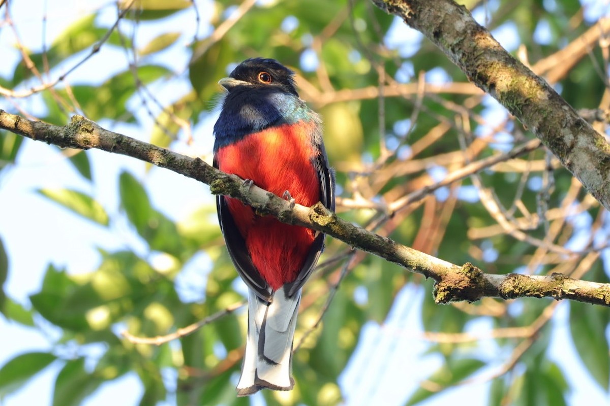 Surucua Trogon - ML640286215