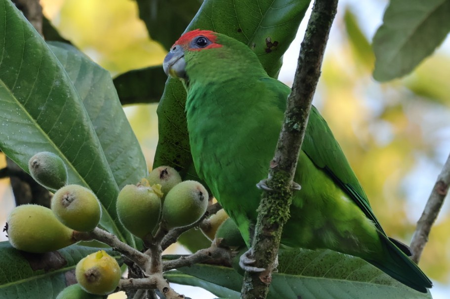 Pileated Parrot - ML640286219