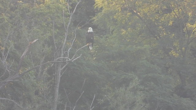 Pygargue à tête blanche - ML640286222