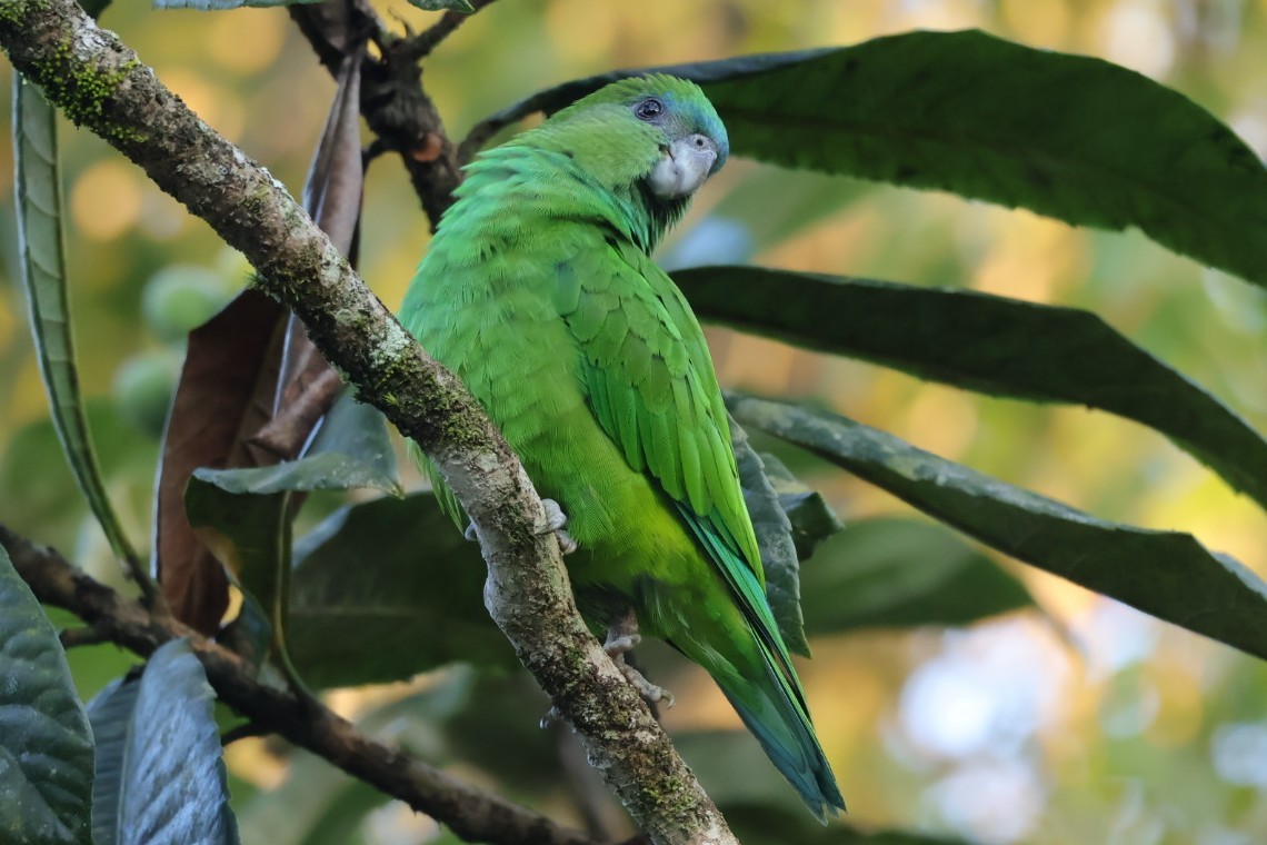 Pileated Parrot - ML640286226