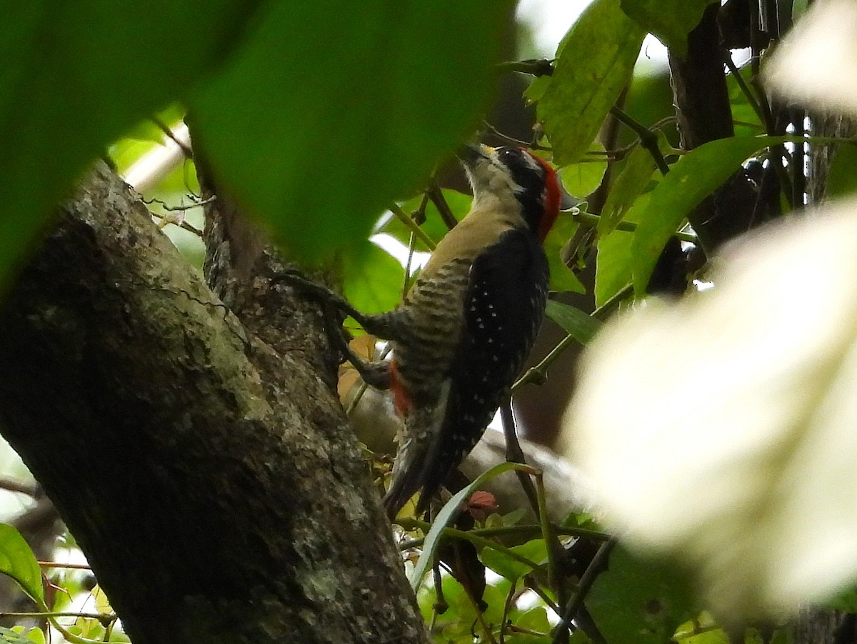 Black-cheeked Woodpecker - ML640286253