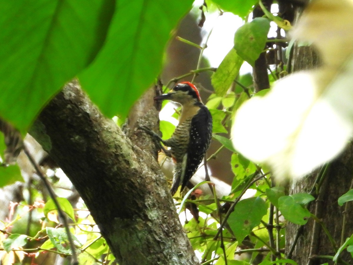 Black-cheeked Woodpecker - ML640286259