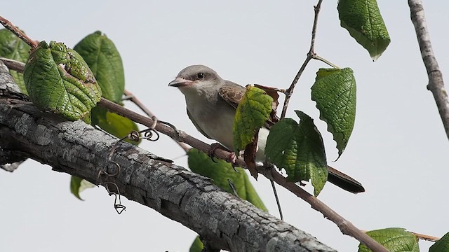 yellow-bellied kingbird sp. - ML640286266