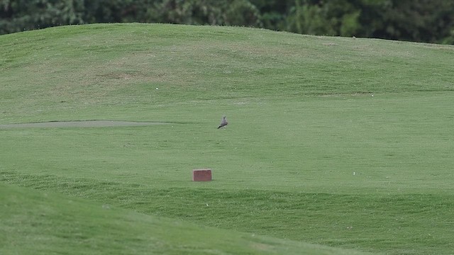 yellow-bellied kingbird sp. - ML640286269
