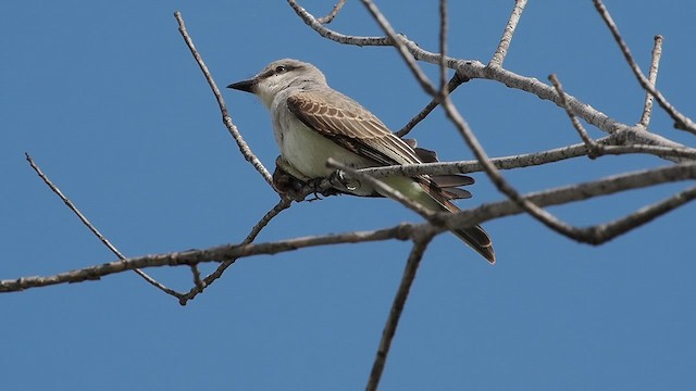 yellow-bellied kingbird sp. - ML640286275