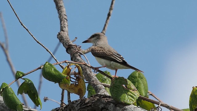 yellow-bellied kingbird sp. - ML640286276