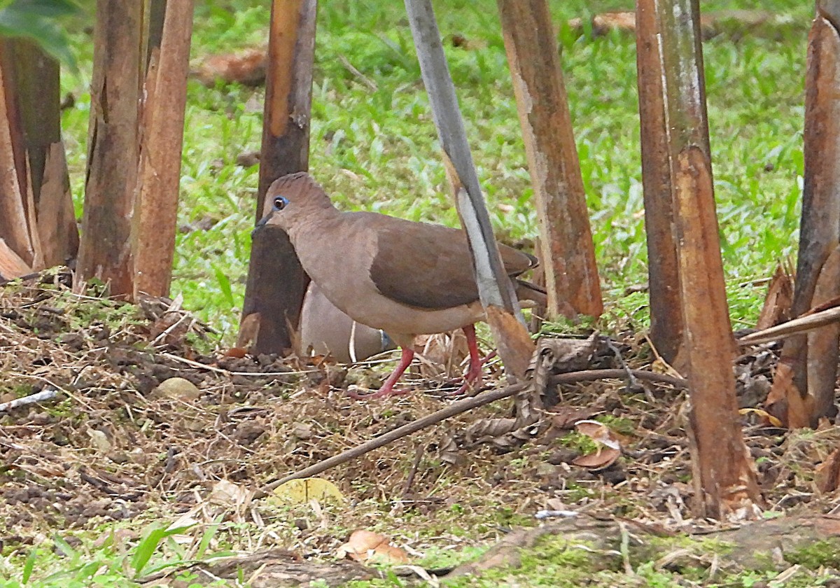 White-tipped Dove - ML640286279