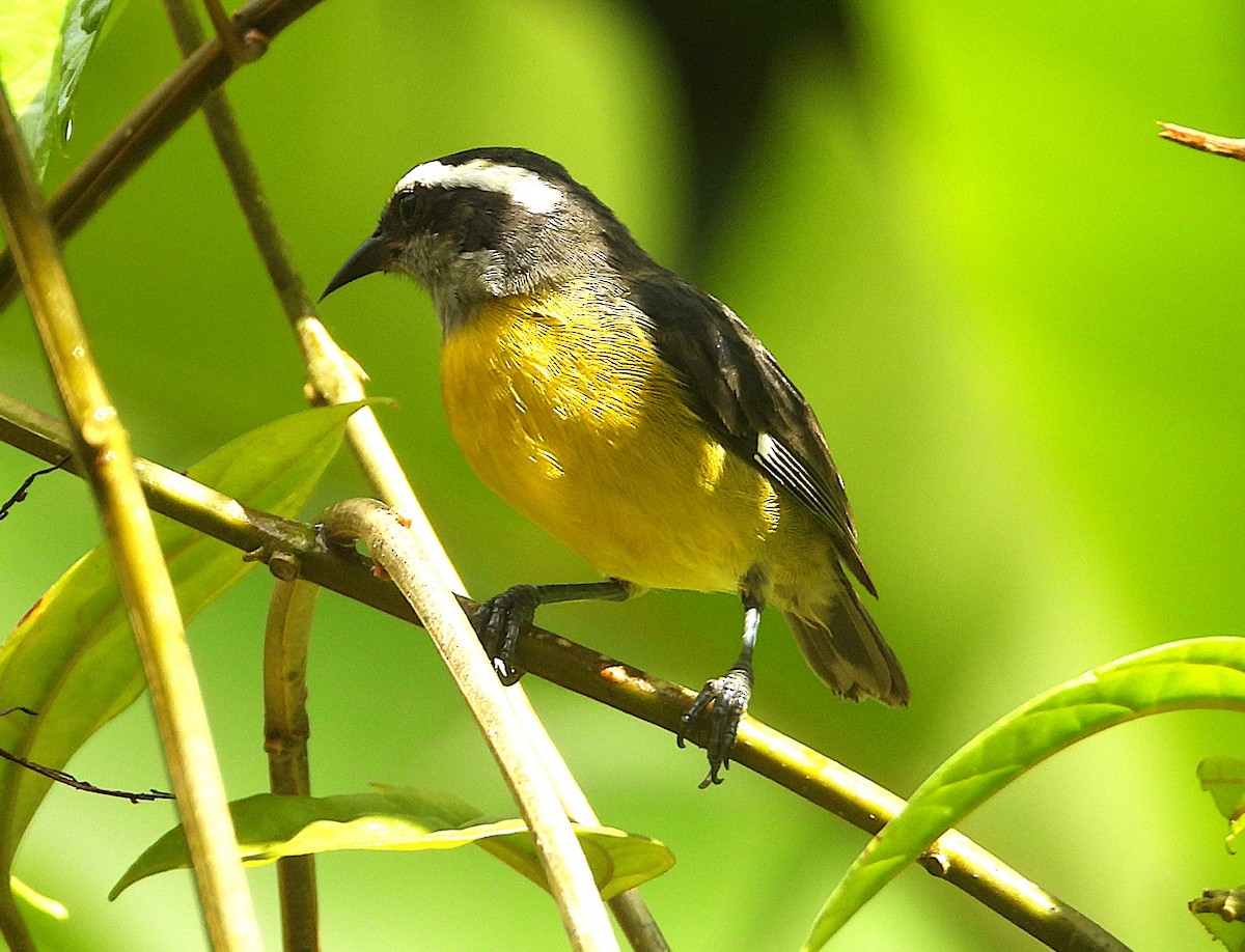 Bananaquit - ML640286303