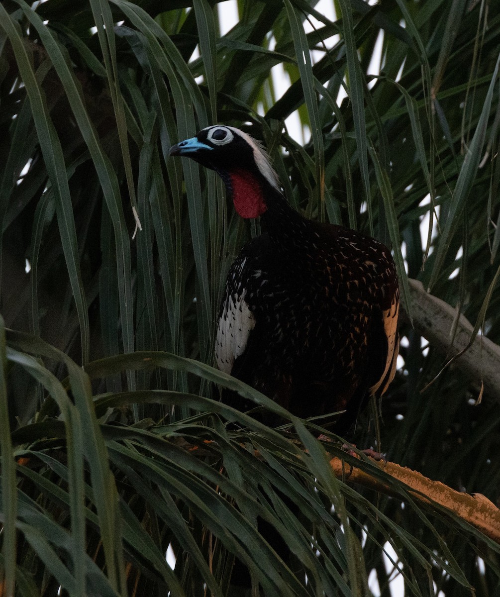 Black-fronted Piping-Guan - ML640286311