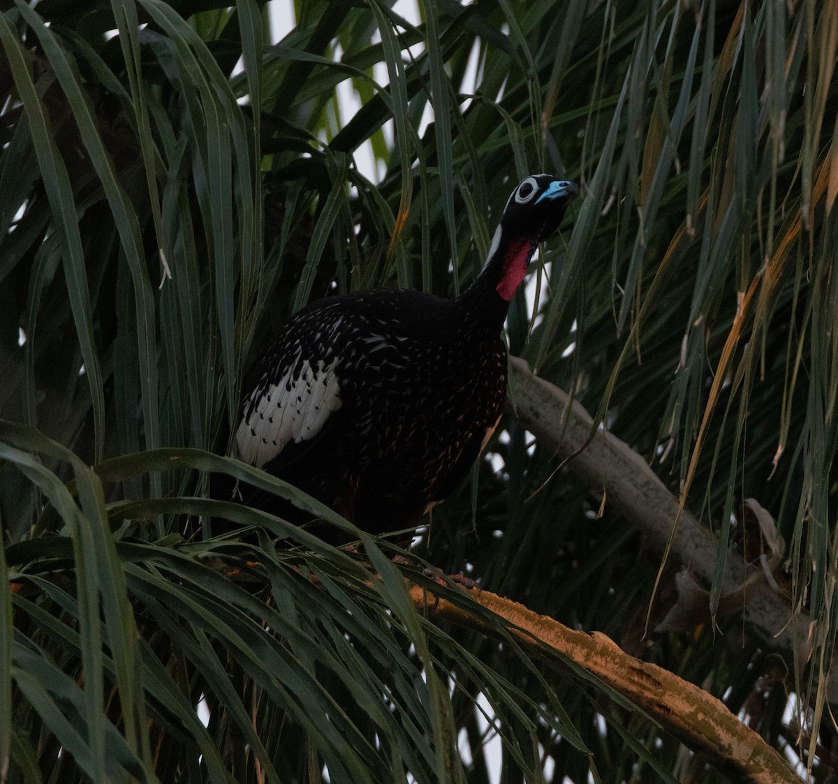Black-fronted Piping-Guan - ML640286313