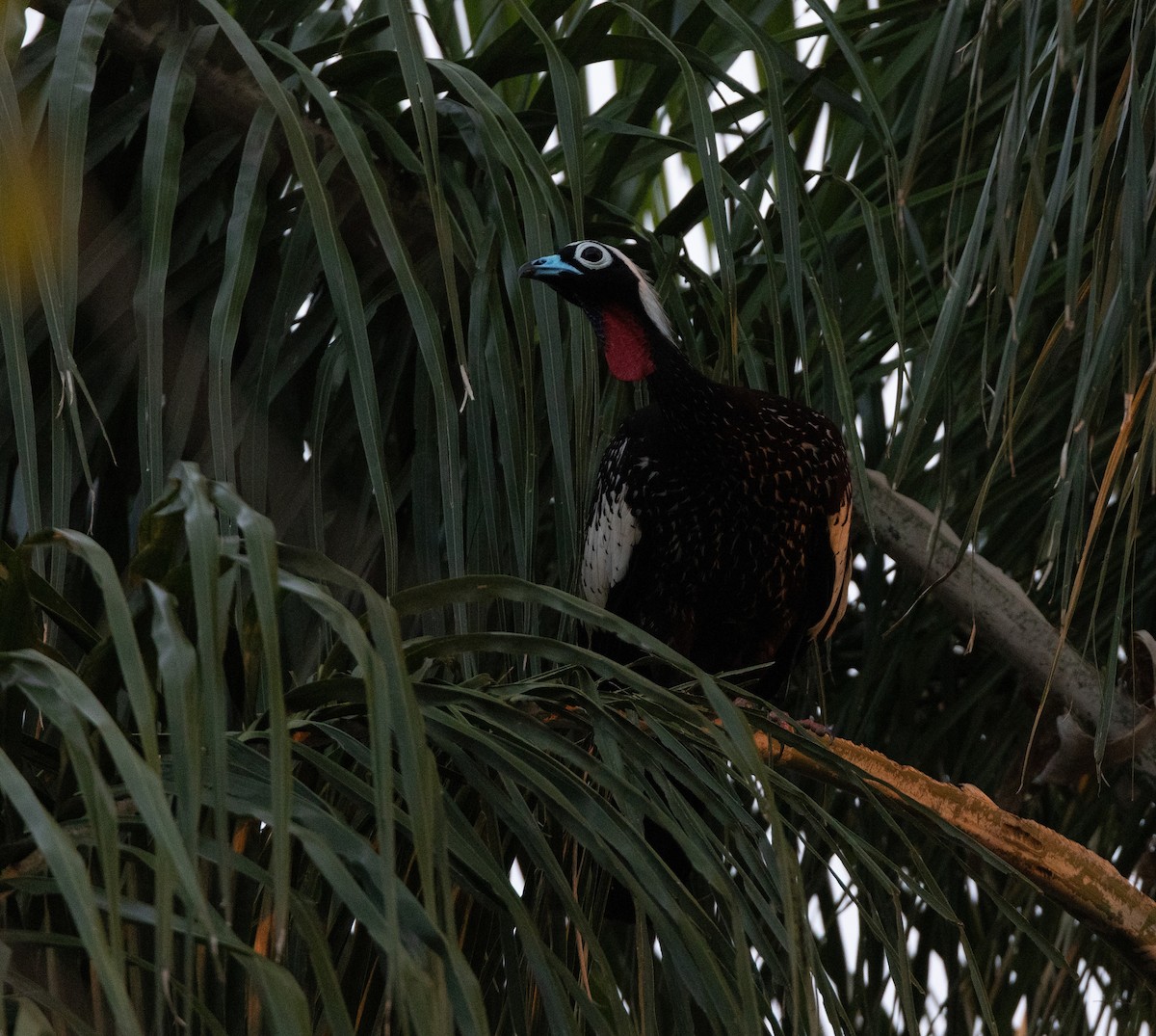 Black-fronted Piping-Guan - ML640286315