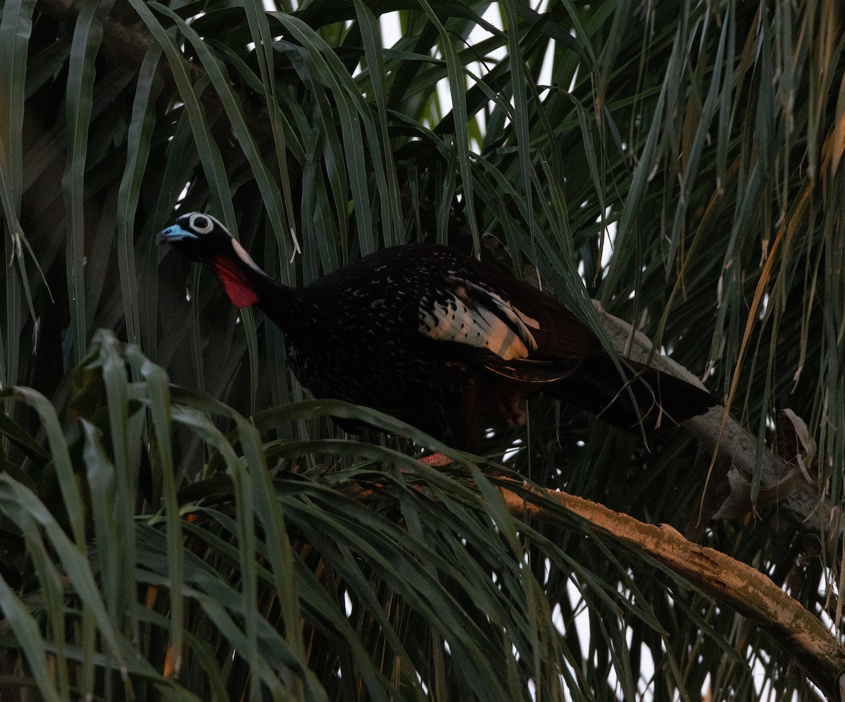 Black-fronted Piping-Guan - ML640286316