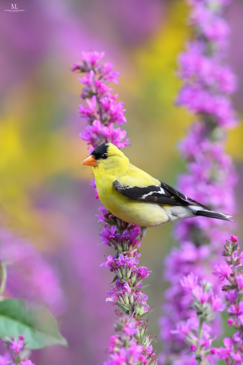 American Goldfinch - ML640286324