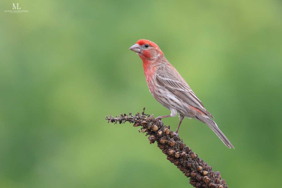 House Finch - ML640286326