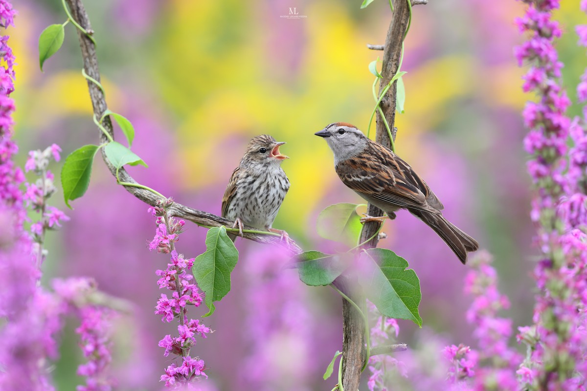 Chipping Sparrow - ML640286334