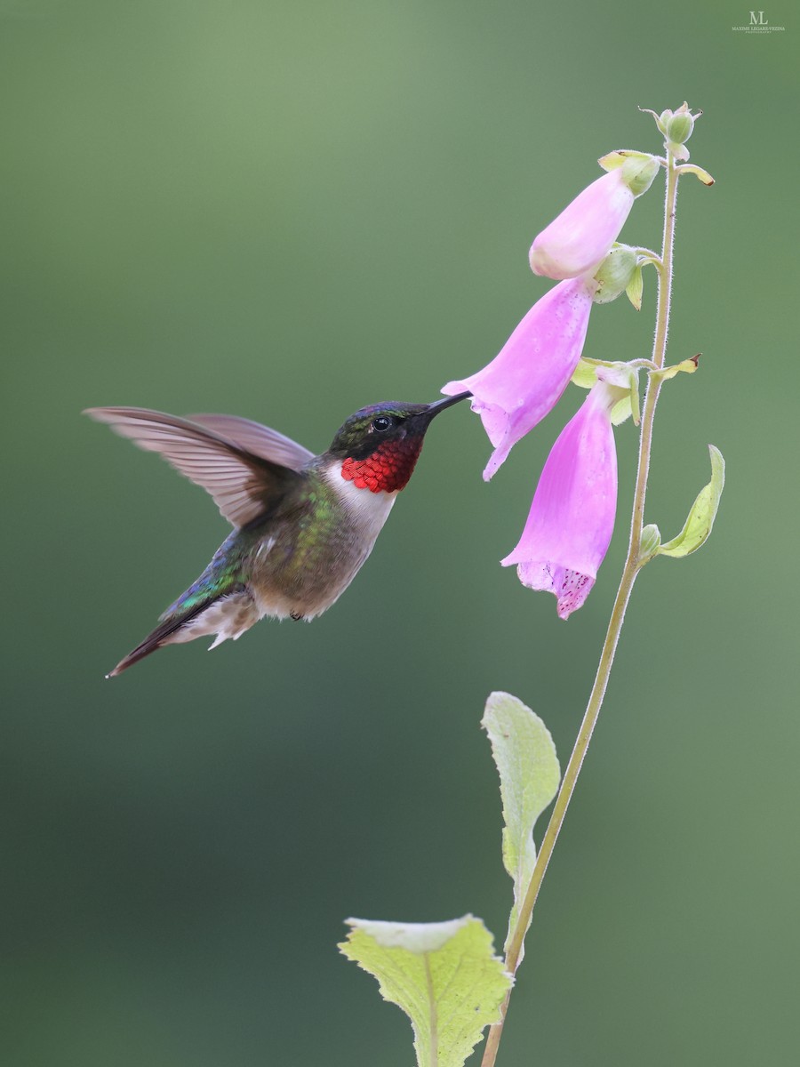 Ruby-throated Hummingbird - ML640286364