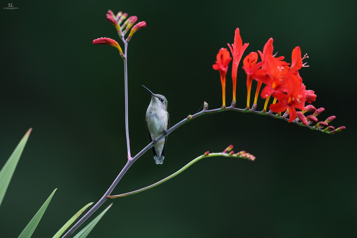 Ruby-throated Hummingbird - ML640286365